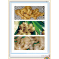 Plastic Carton Packing New Fresh Ginger From China